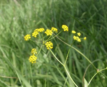 Bupleurum falcatum - medium image 5