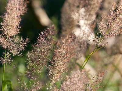 Calamagrostis brachytricha - medium image 5