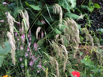 Calamagrostis emodensis - medium image 5