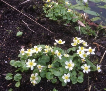 Caltha palustris 'Alba' - medium image 5