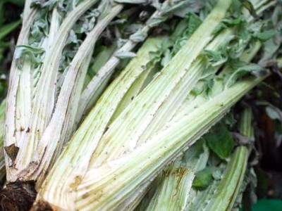 Cardoon - medium image 5