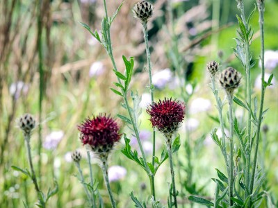 Centaurea atropurpurea - medium image 5
