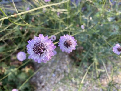 Cephalaria transylvanica - medium image 5