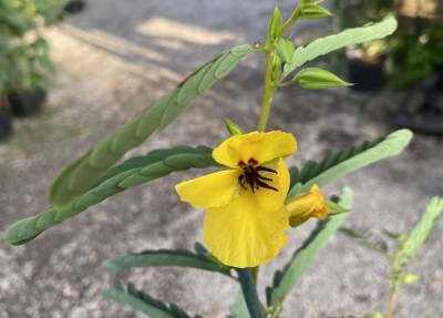 Chamaecrista fasciculata - medium image 5