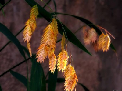 Chasmanthium latifolium - medium image 5