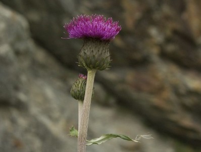 Cirsium canum - medium image 5