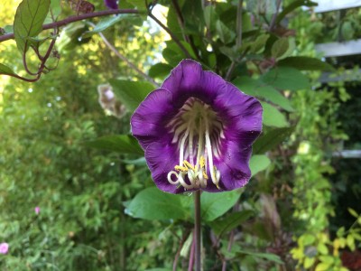 Cobaea scandens - medium image 5