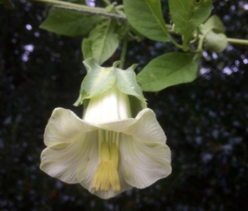 Cobaea scandens alba - medium image 5