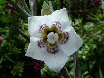 Codonopsis clematidea - medium image 5