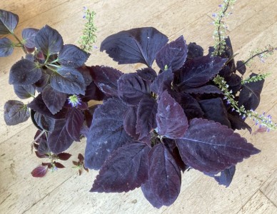 Coleus 'Palisandra' - medium image 5
