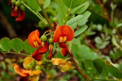 Colutea media ex 'Copper Beauty' - medium image 5