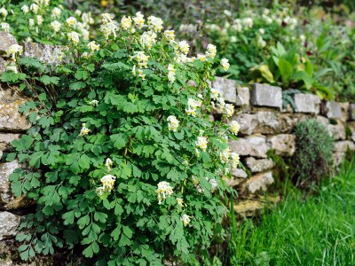 Corydalis ochroleuca - medium image 5