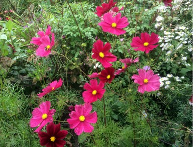 Cosmos bipinnatus 'Rubenza' - medium image 5
