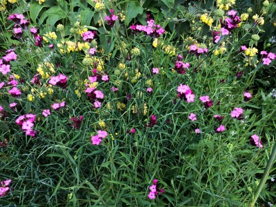 Dianthus carthusianorum - medium image 5