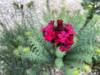 Dianthus cruentus - medium image 5