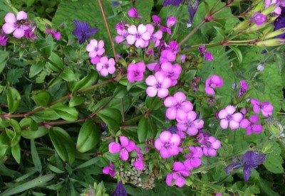 Dianthus japonicus - medium image 5