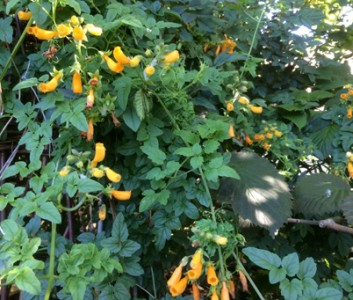 Eccremocarpus scaber 'Tangerine' - medium image 5