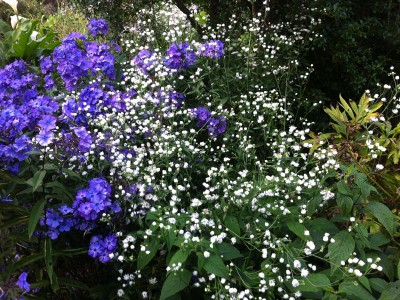 Erigeron annuus - medium image 5