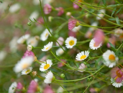 Erigeron karvinskianus - medium image 5