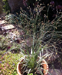 Eryngium ebracteatum - medium image 5