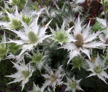 Eryngium giganteum 'Silver Ghost' - medium image 5