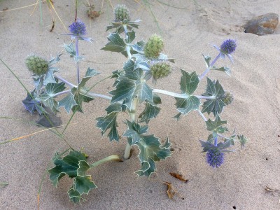 Eryngium maritimum - medium image 5