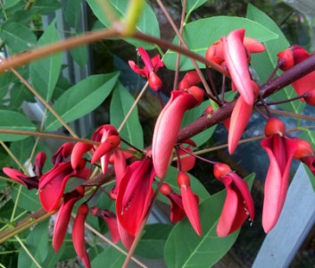 Erythrina crista-galli - medium image 5