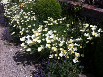 Eschscholzia californica 'Alba' - medium image 5