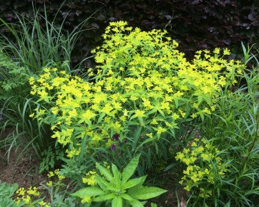 Euphorbia ceratocarpa - medium image 5