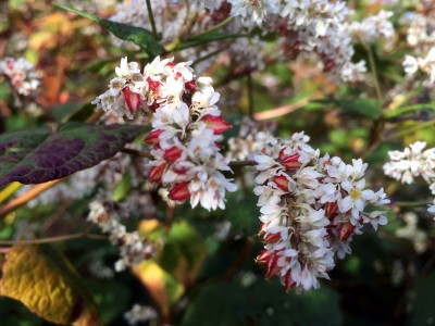 Fagopyrum dibotrys - medium image 5