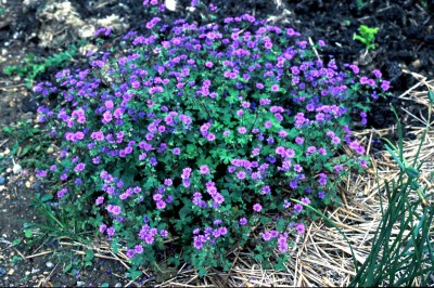Geranium 'Bill Wallis' - medium image 5