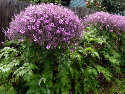Geranium maderense - medium image 5