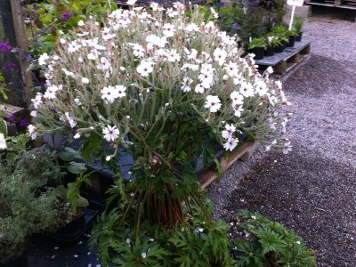 Geranium maderense 'Alba' - medium image 5