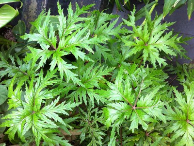 Geranium palmatum - medium image 5