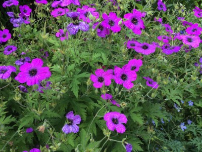Geranium psilostemon - medium image 5