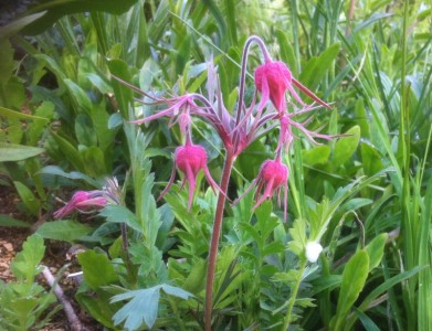 Geum triflorum - medium image 5