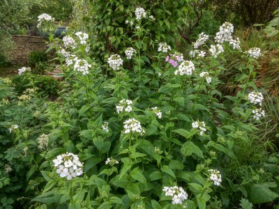 Hesperis matronalis alba - medium image 5