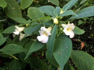 Impatiens arguta Alba - medium image 5
