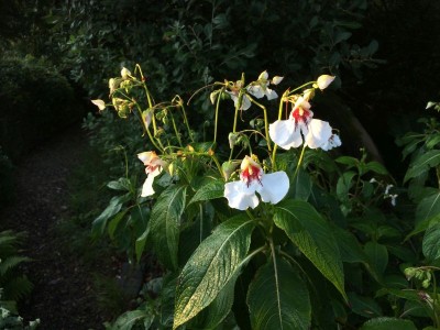 Impatiens tinctoria - medium image 5