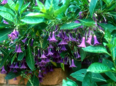 Iochroma australe - medium image 5