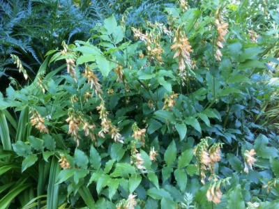 Lathyrus aureus - medium image 5
