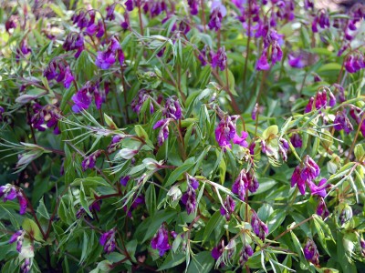 Lathyrus vernus - medium image 5