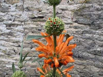 Leonotis leonurus - medium image 5