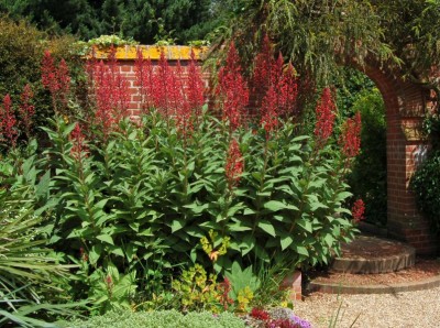 Lobelia tupa - medium image 5