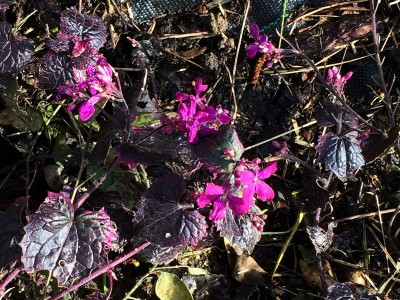 Lunaria annua 'Chedglow' - medium image 5