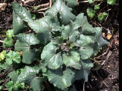 Lunaria annua 'Munstead Purple' - medium image 5
