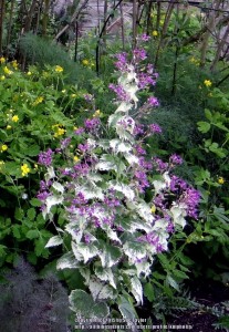 Lunaria annua 'Variegata' purple flowered - medium image 5