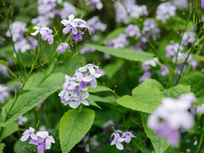Lunaria rediviva - medium image 5