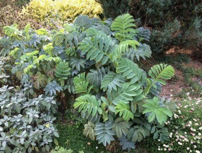 Melianthus major - medium image 5
