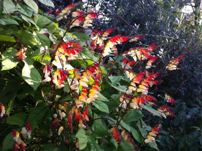 Mina lobata - medium image 5